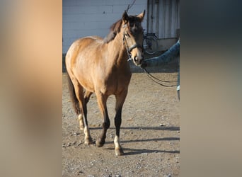 German Riding Pony, Mare, 4 years, 14,1 hh, Dun