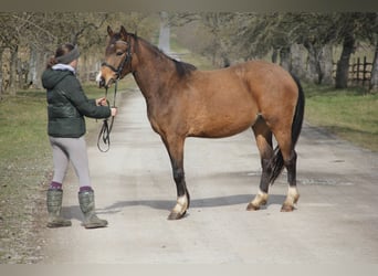 German Riding Pony, Mare, 4 years, 14,1 hh, Dun