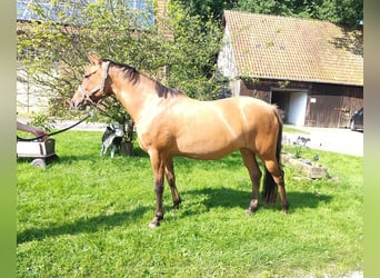 German Riding Pony, Mare, 4 years, 14,1 hh, Dun