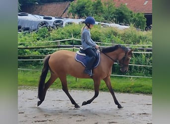 German Riding Pony, Mare, 4 years, 14,1 hh, Dun