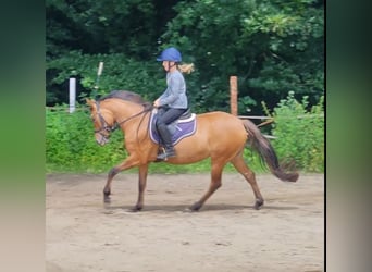 German Riding Pony, Mare, 4 years, 14,1 hh, Dun