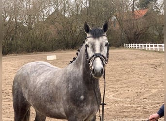 German Riding Pony, Mare, 4 years, 14,1 hh, Gray