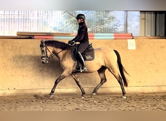 German Riding Pony, Mare, 4 years, 14.1 hh