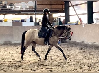 German Riding Pony, Mare, 4 years, 14.1 hh