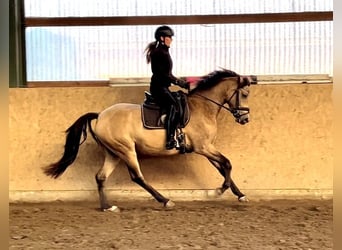 German Riding Pony, Mare, 4 years, 14.1 hh