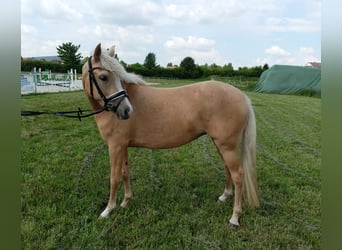 German Riding Pony, Mare, 4 years, 14.1 hh, Palomino