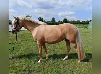 German Riding Pony, Mare, 4 years, 14.1 hh, Palomino