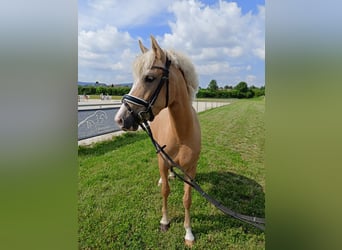 German Riding Pony, Mare, 4 years, 14.1 hh, Palomino