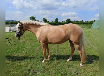 German Riding Pony, Mare, 4 years, 14.1 hh, Palomino