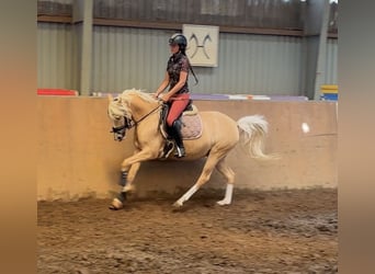 German Riding Pony, Mare, 4 years, 14.1 hh, Palomino