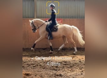 German Riding Pony, Mare, 4 years, 14.1 hh, Palomino