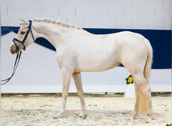 German Riding Pony, Mare, 4 years, 14,1 hh, Palomino