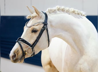 German Riding Pony, Mare, 4 years, 14,1 hh, Palomino