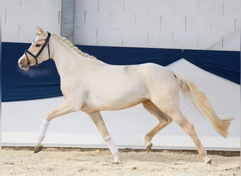 German Riding Pony, Mare, 4 years, 14,1 hh, Palomino