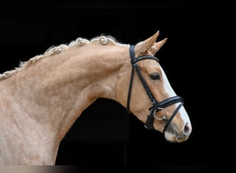 German Riding Pony, Mare, 4 years, 14.1 hh, Palomino