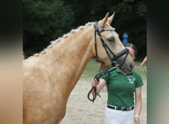 German Riding Pony, Mare, 4 years, 14.1 hh, Palomino