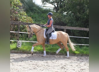 German Riding Pony, Mare, 4 years, 14.1 hh, Palomino