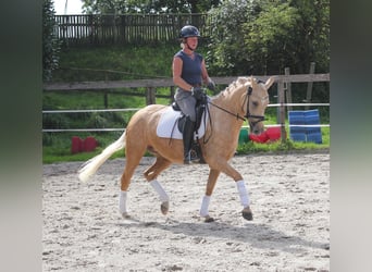German Riding Pony, Mare, 4 years, 14.1 hh, Palomino