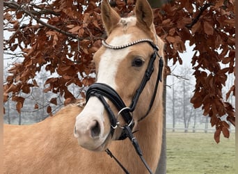 German Riding Pony, Mare, 4 years, 14,1 hh, Palomino