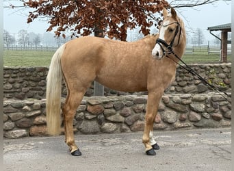 German Riding Pony, Mare, 4 years, 14,1 hh, Palomino