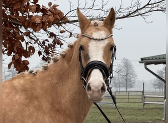 German Riding Pony, Mare, 4 years, 14,1 hh, Palomino