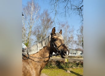German Riding Pony, Mare, 4 years, 14.1 hh, Palomino