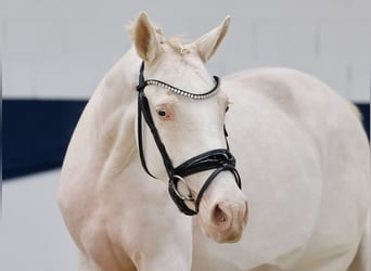 German Riding Pony, Mare, 4 years, 14.1 hh, Perlino