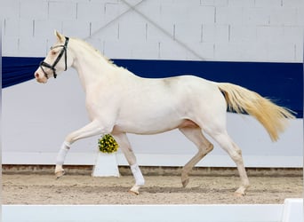 German Riding Pony, Mare, 4 years, 14.1 hh, Perlino