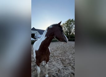 German Riding Pony, Mare, 4 years, 14.1 hh, Pinto
