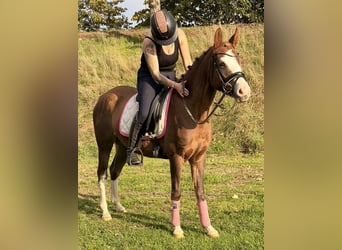 German Riding Pony, Mare, 4 years, 14.1 hh, Red Dun