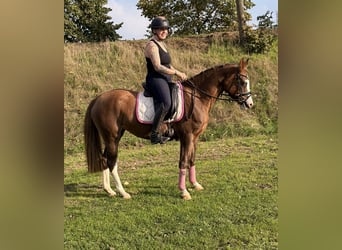 German Riding Pony, Mare, 4 years, 14.1 hh, Red Dun