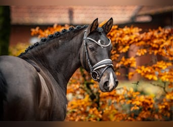 German Riding Pony, Mare, 4 years, 14,1 hh, Smoky-Black