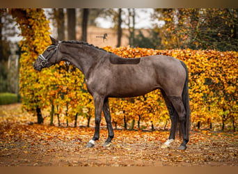 German Riding Pony, Mare, 4 years, 14,1 hh, Smoky-Black