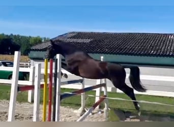 German Riding Pony, Mare, 4 years, 14.1 hh, Smoky-Black