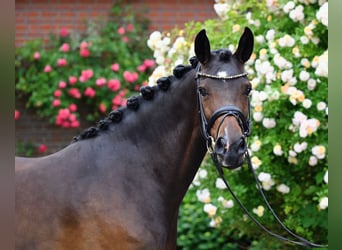 German Riding Pony, Mare, 4 years, 14.2 hh, Bay-Dark