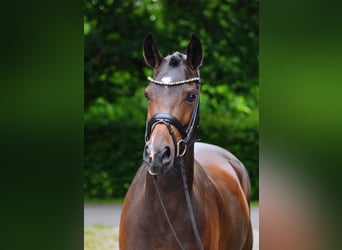 German Riding Pony, Mare, 4 years, 14.2 hh, Bay-Dark
