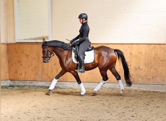 German Riding Pony, Mare, 4 years, 14.2 hh, Bay-Dark