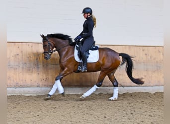German Riding Pony, Mare, 4 years, 14.2 hh, Bay-Dark