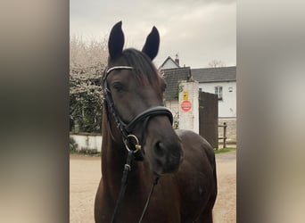 German Riding Pony, Mare, 4 years, 14.2 hh, Black