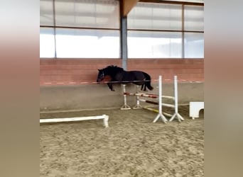 German Riding Pony, Mare, 4 years, 14.2 hh, Black