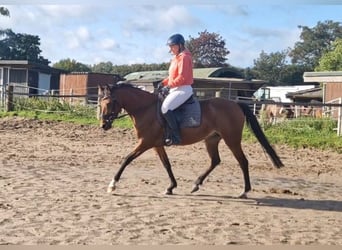 German Riding Pony, Mare, 4 years, 14.2 hh, Brown