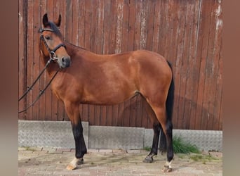 German Riding Pony, Mare, 4 years, 14.2 hh, Brown