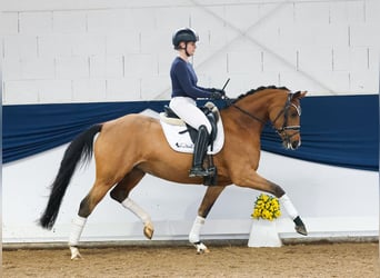 German Riding Pony, Mare, 4 years, 14,2 hh, Brown