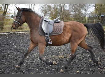 German Riding Pony, Mare, 4 years, 14.2 hh, Brown