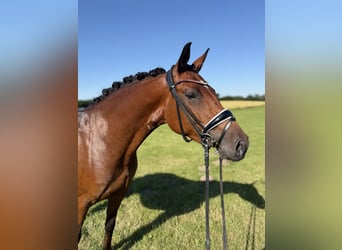 German Riding Pony, Mare, 4 years, 14.2 hh, Brown