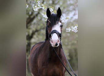 German Riding Pony, Mare, 4 years, 14.2 hh, Brown
