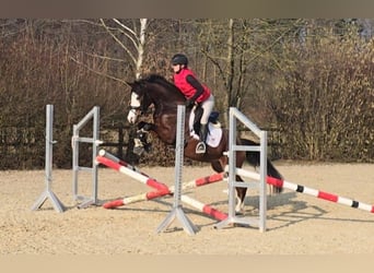 German Riding Pony, Mare, 4 years, 14.2 hh, Brown