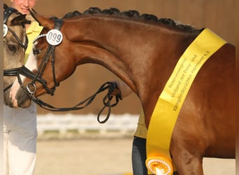 German Riding Pony, Mare, 4 years, 14.2 hh, Brown