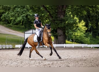 German Riding Pony, Mare, 4 years, 14.2 hh, Buckskin