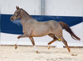 German Riding Pony, Mare, 4 years, 14,2 hh, Chestnut